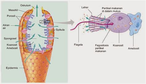 struktur  fungsi tubuh porifera edubio