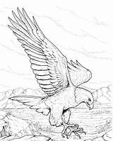 Calva Aguila Americana águila Norte sketch template
