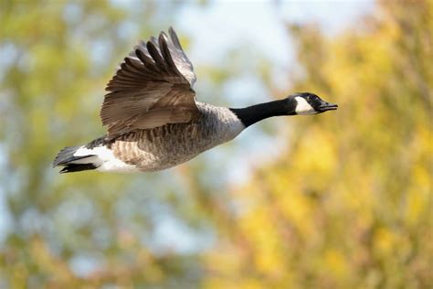 Solve Your Canadian Geese Problems