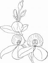 Orchid Coloring Pages Flower Line Drawing Printable Clipart Getcolorings Getdrawings sketch template