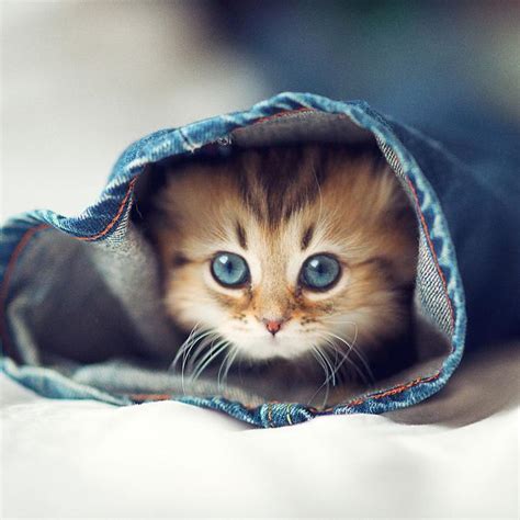 Cute Cat Pictures Cutepicsofcats Twitter