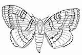 Coloring Pages Insect Printable Butterfly Moth Kids Butterflies Pest Control Bugs Print Naples Summer Insects Color Coral Abc Getdrawings Results sketch template