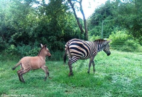 geboren een zezel een zeldzame kruising tussen een zebra en een ezel foto bdnl