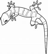 Colorat Soparla Desene Amfibieni Animale Lizard Gecko Soparle Planse sketch template