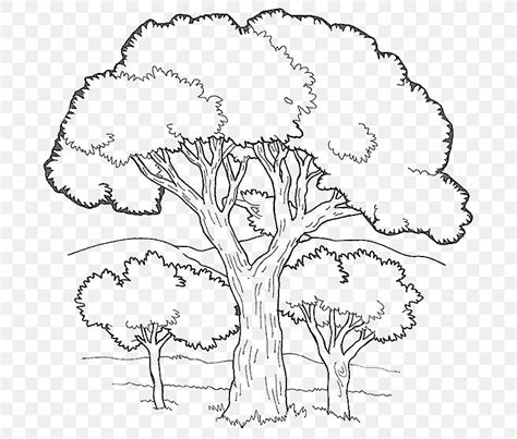 coloring book colouring pages fruit tree child png xpx