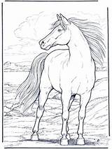 Horse Wood Burning Patterns Animals Coloring Pages Wind Horses sketch template