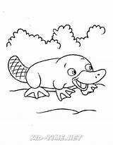 Platypus Coloring Pages Animals Book Skip sketch template