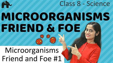 microorganisms friend  foe  class  science youtube