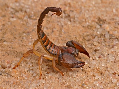 scorpions facts  scorpion bites scorpion control