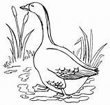 Goose Coloring Cartoon Habitat Living Pages Realistic Children Funny sketch template
