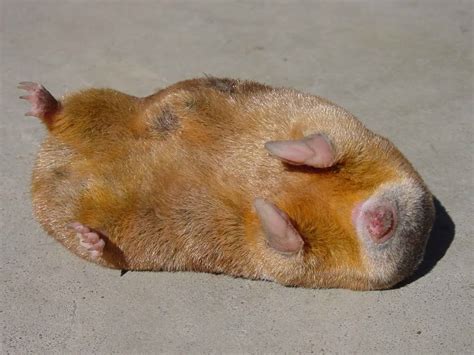 highveld golden mole highveld golden mole taken in the