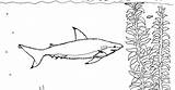 Blacktip Shark Reef Coloring sketch template