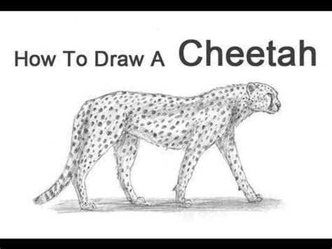 draw cheetah  papereasy steps  cartoonwaymagic youtube