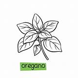 Oregano Herbs Spices sketch template