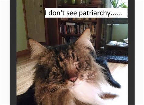 Confused Cats Against Feminism Tumblr Is The Best Response To Women