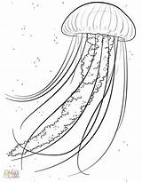 Medusa Meduse Jellyfish Disegnidacolorare Ius sketch template