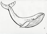 Whale Drawing Whales sketch template