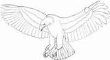 Orla Nacrtati Eagle Aboriginal Tailed Orao Opusteno Eagles Crtež Umetnost Crtanje Zabava Quilling sketch template
