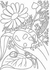 Coloring Pages Insect Realistic Coloringbay sketch template