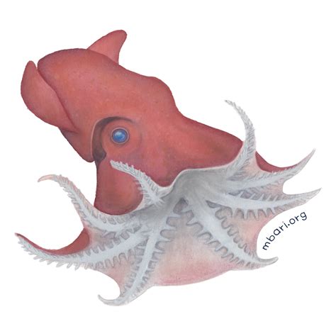 vampire squid mbari