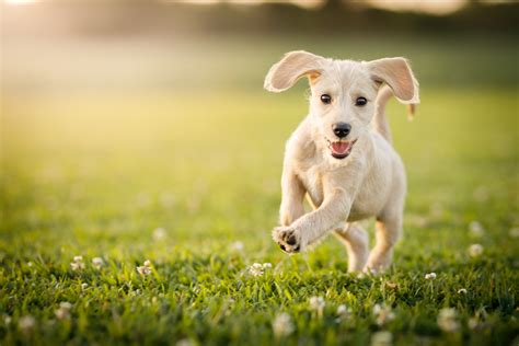 puppy running   park dogs  friend training