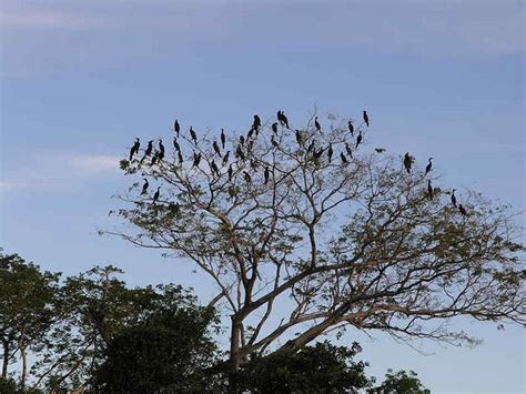 birds roosting  tree bird tree tree birds