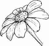 Daisy Drawing Gerber Flower Drawings Line Cliparts Coloring Pages Flowers Clipart Gerbera Sketch Daisies Colouring Yellow Adult Add Paintingvalley Visit sketch template