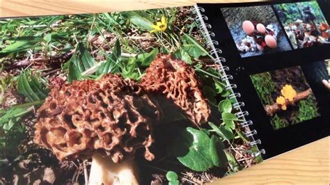 maak zelf een paddenstoelen fotoboek video uit  paddenstoelenfotografie youtube