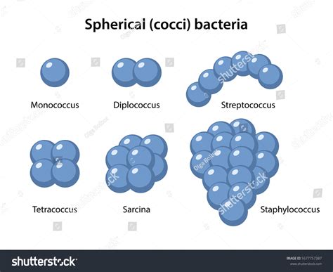 stock vektor types coccus bacteria coccus morphology microbiology bez autorskych poplatku