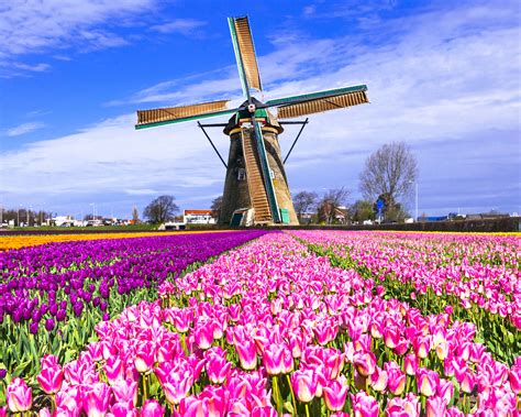 super tulip bike  barge  netherlands tripsite