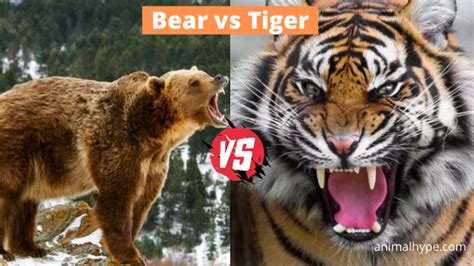 Grizzly Bear Vs Siberian Tiger Fight Who Will Win