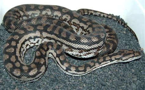 inland carpet python facts  pictures reptile fact