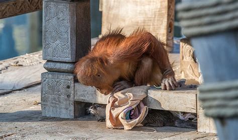 zoo shares adorable   orangutans  otters playing