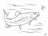 Trout Coloring Pages Brook Fish Printable Zoey Trouts Book Drawing Speckled Template Supercoloring Kids Patterns Drawings Sketch Sheets Visit sketch template