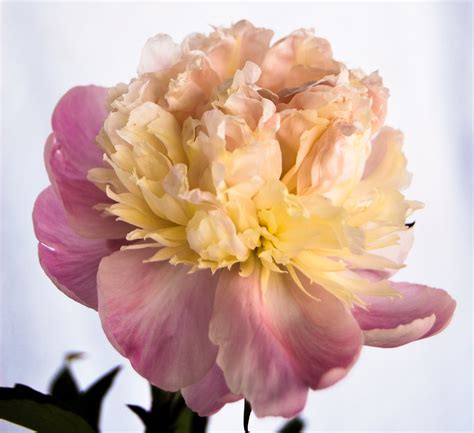 herbaceous peony early delight