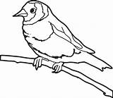 Sparrow Coloring Getdrawings sketch template