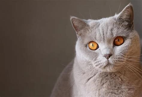 rueyada kedi saldirmasi ne anlama gelir rueyada kedi isirmasi nedir