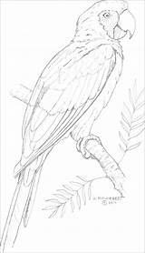 Macaw Coloring Blue Pages Yellow Coloringbay sketch template