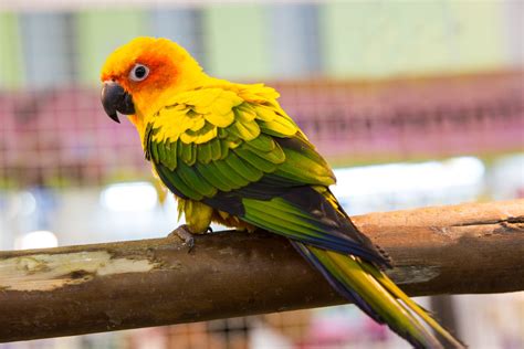 perroquet caractere origine sante  alimentation de cet oiseau