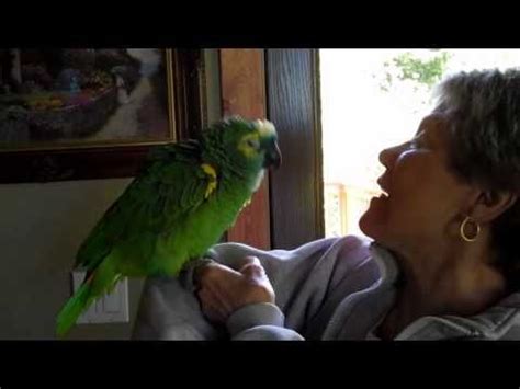 parrot flirts   girlfriend tells     beer youtube parrot flirting mom