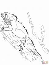 Dragon Bearded Coloring Water Pages Komodo Drawing Printable Chinese Lizard Super Lizards Adults Print sketch template