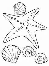 Starfish Seestern Colorare Sea Malvorlagen Disegni Ausdrucken Seashells Kostenlos Invertebrates Postures Bambini Gaddynippercrayons Xcolorings Pesci sketch template