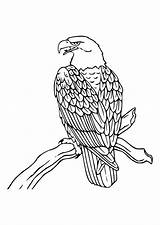 Adler Malvorlage Ausmalbild sketch template