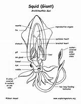 Squid Diagram Anatomy Labeled Coloring Giant Tentacles Body Labeling Arms Cephalopods Support Large Bodies Nature Ventral Basic Exploringnature Sponsors Wonderful sketch template