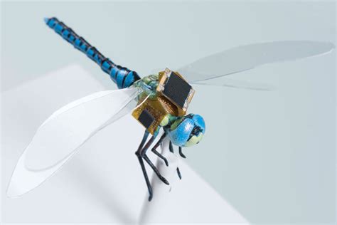 dragonflies   genetically engineered  cybernetic drones