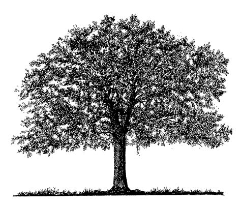 oak tree drawing images pictures becuo