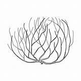 Tumbleweed Desert Weed Vector Rolling Plant Contour Isolated Bush Dry Round Background Style Dreamstime Illustrations Vectors Stock sketch template