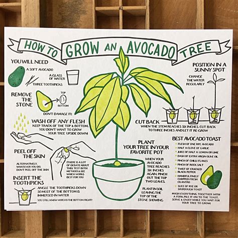 How To Grow An Avocado Tree Broadside Growing An Avocado Tree