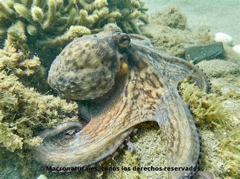pulpo comun  de roca octopus vulgaris macronatura malaga