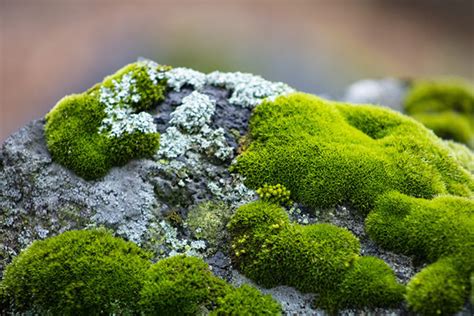 gardening  moss horticulture